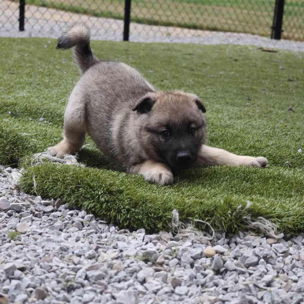 Male Norwegian Elkhound Puppy for Sale in Millersburg, IN