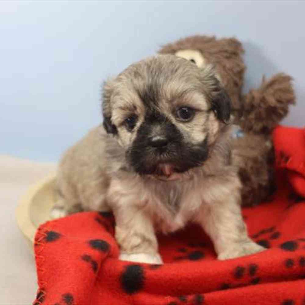 carousel pet images