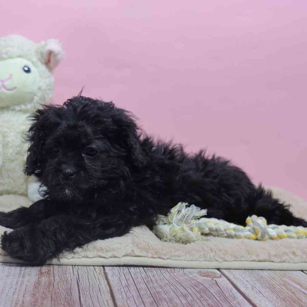 Female Shipoo Puppy for Sale in Millersburg, IN