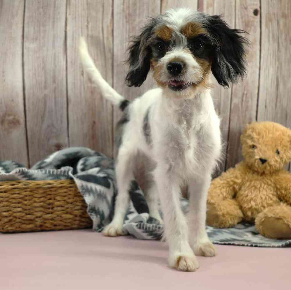 carousel pet images