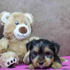Yorkie