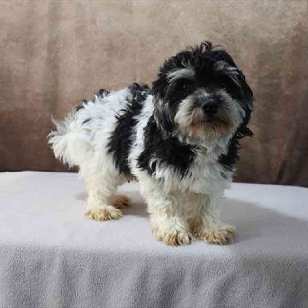 Male Havanese Puppy for Sale in Millersburg, IN