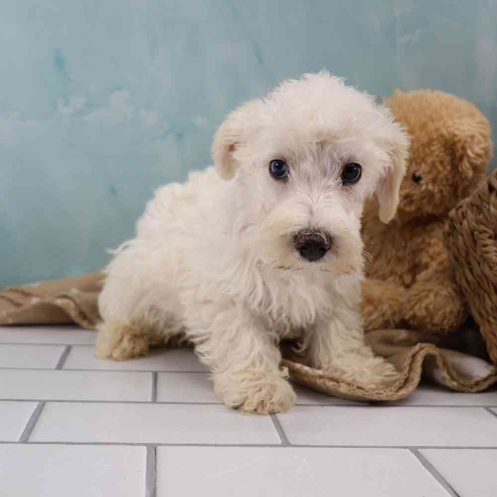 Male Schnoodle Puppy for Sale in Millersburg, IN