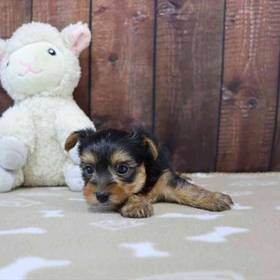 Yorkie