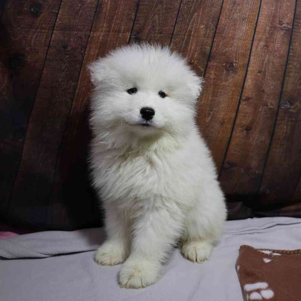 Male Samoyed Puppy for Sale in Millersburg, IN