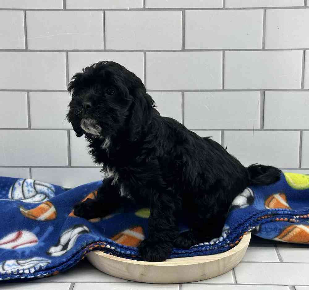 carousel pet images