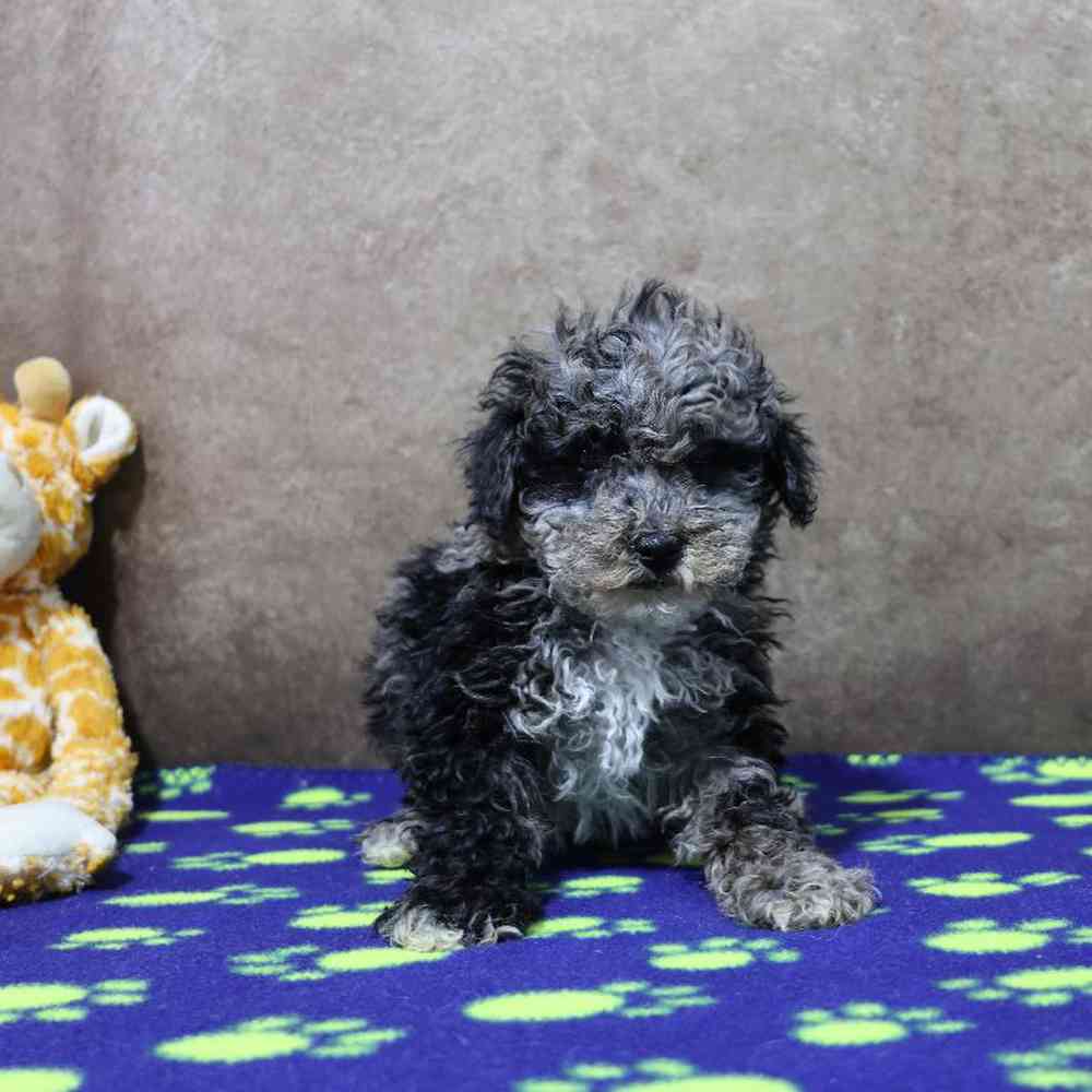 Male Mini Poodle Puppy for Sale in Millersburg, IN