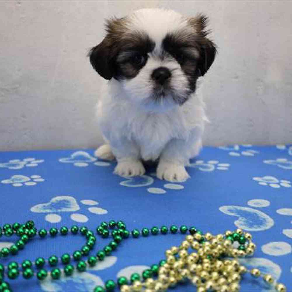 carousel pet images