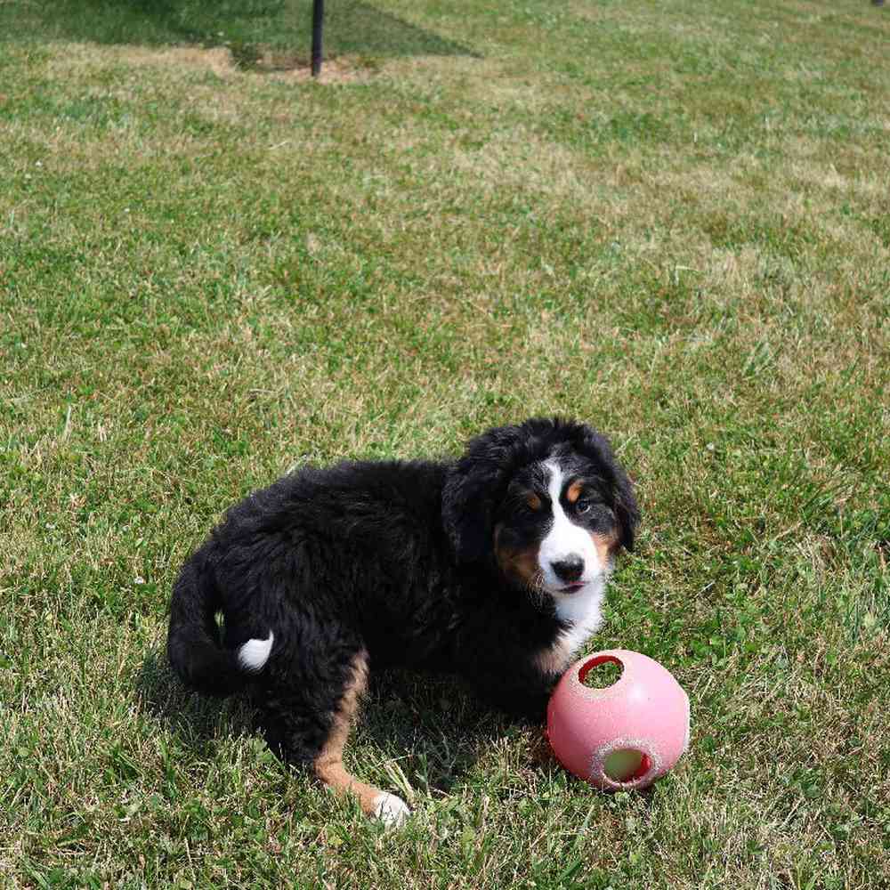 Female Bernese Mountain Dog Puppy for Sale in Millersburg, IN