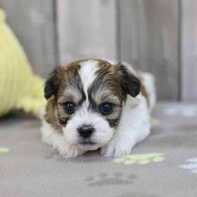 Shichon