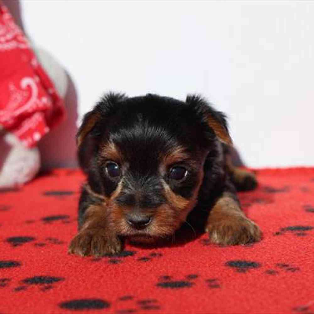 Yorkie Puppy for sale - Heart String Healthy Puppies