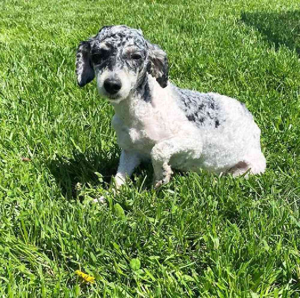 Male Mini Poodle Puppy for Sale in Millersburg, IN