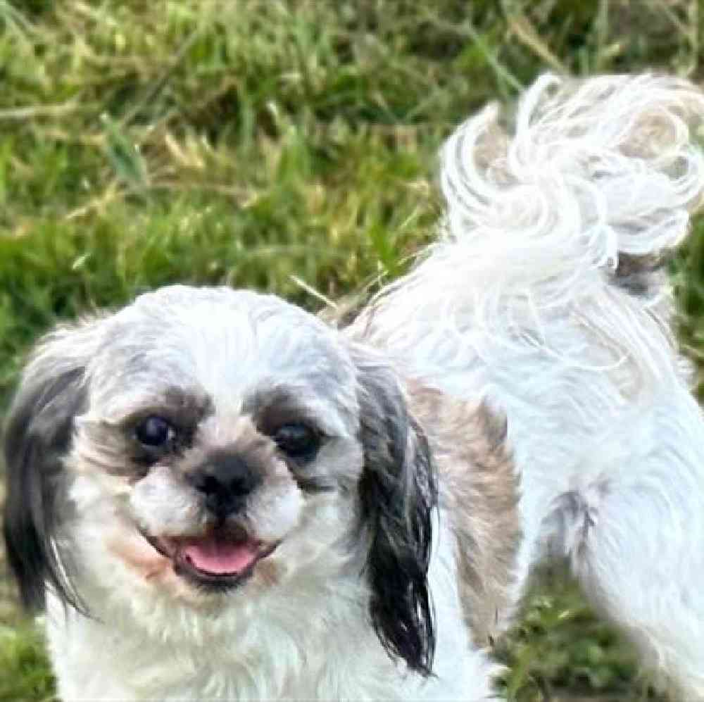 carousel pet images