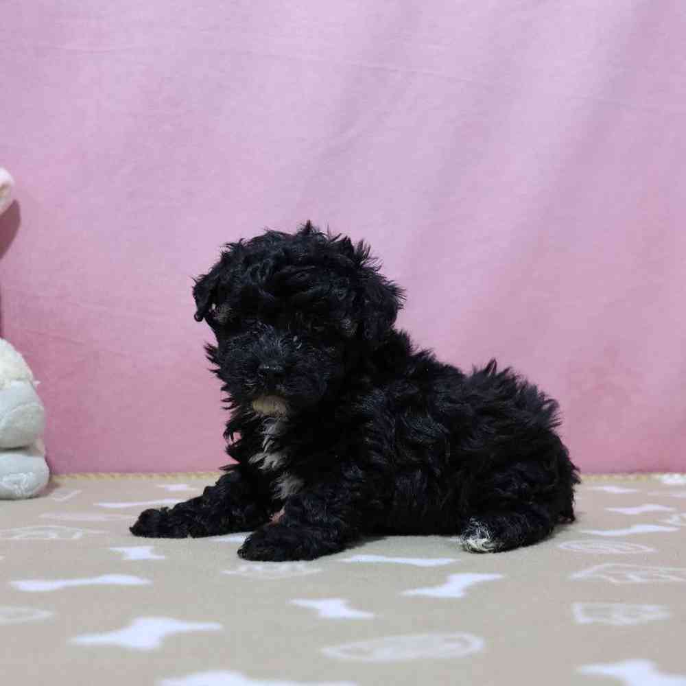 Female Mini Poodle Puppy for Sale in Millersburg, IN