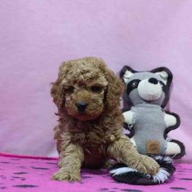Mini Poodle