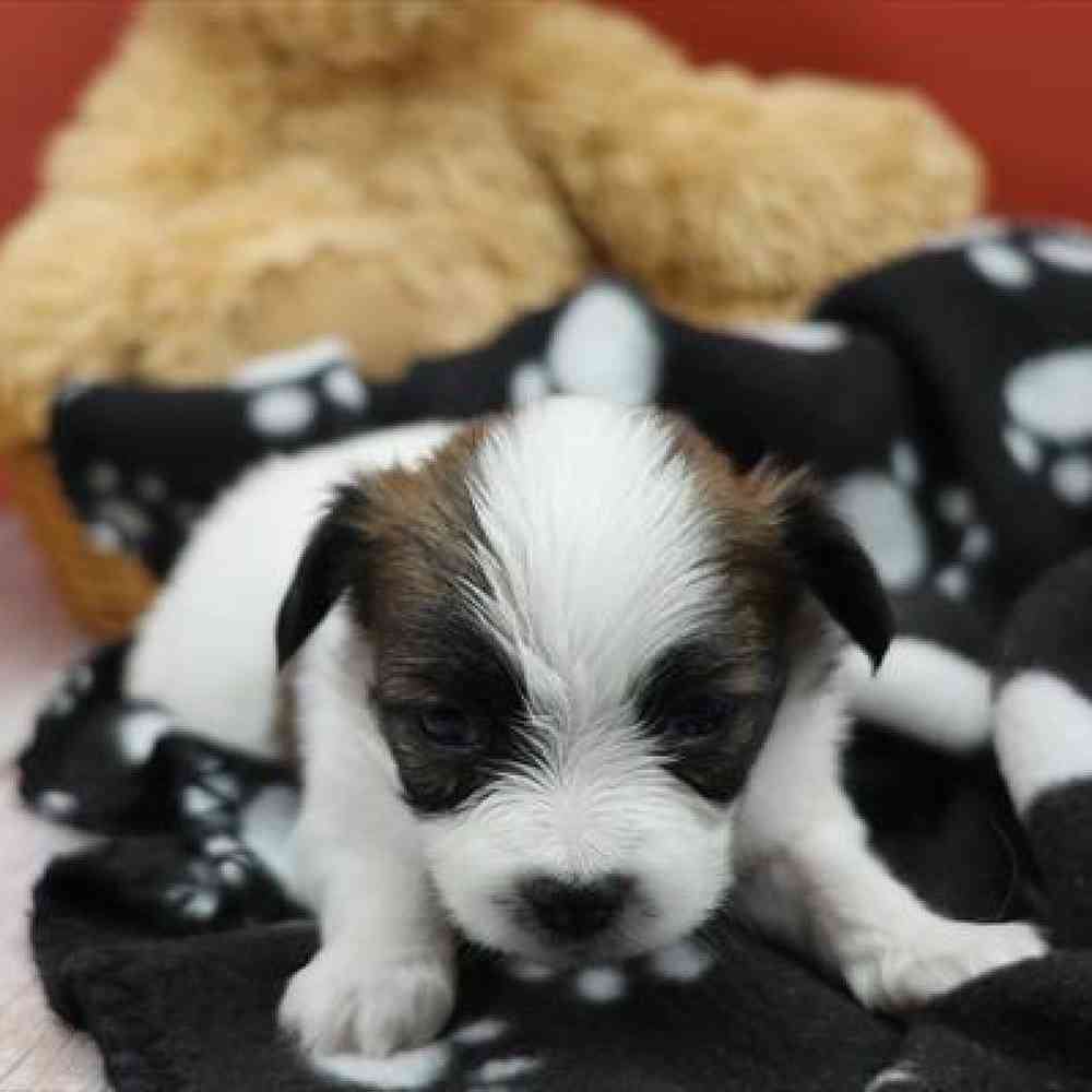 carousel pet images