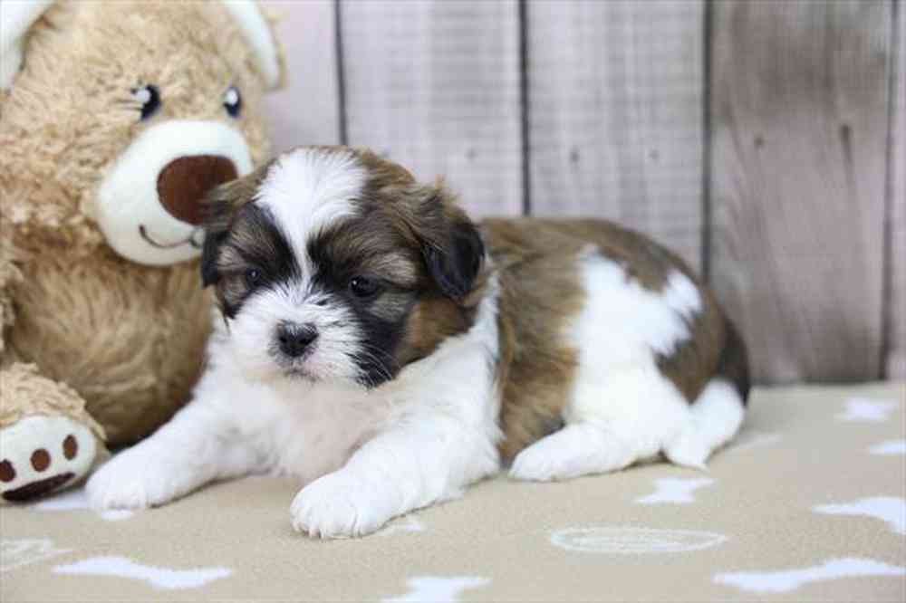 carousel pet images