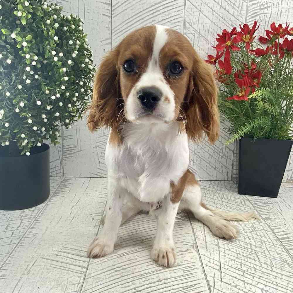 Male Cavalier King Charles Spaniel Puppy for sale