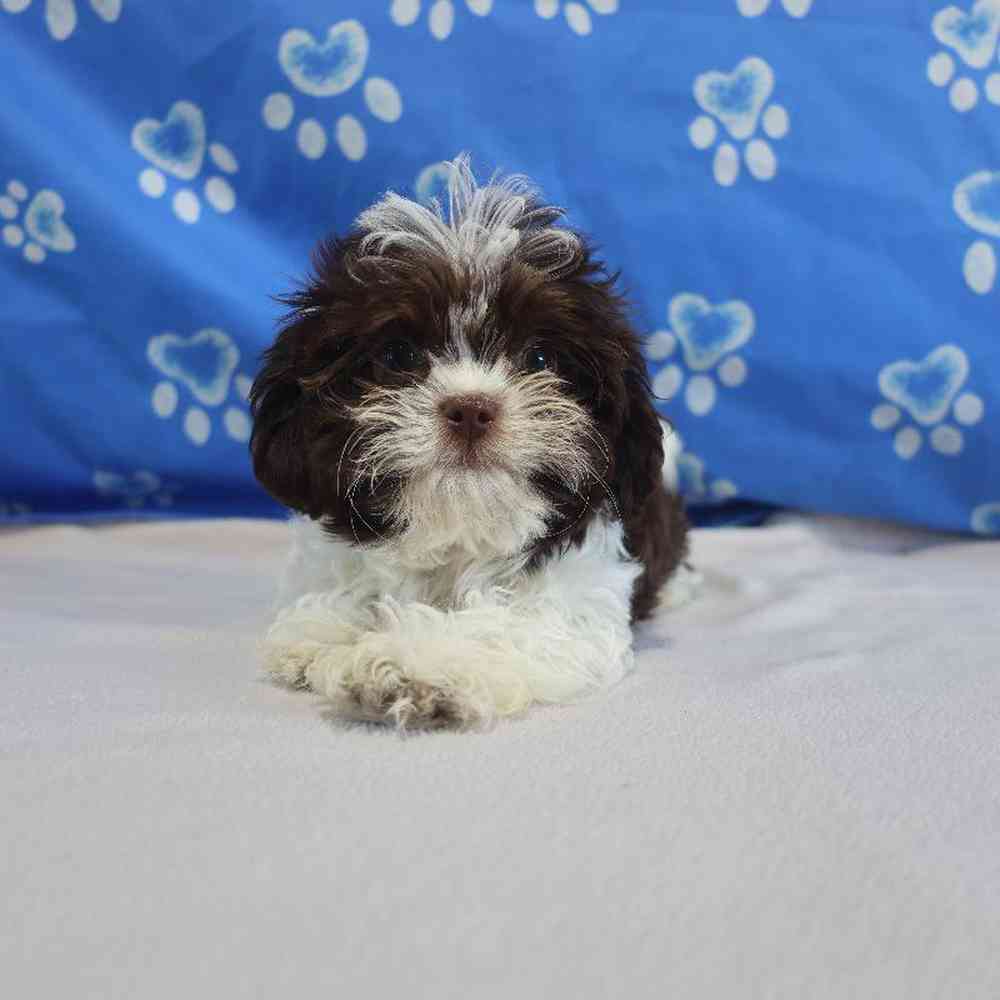 carousel pet images