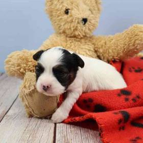 Papillon