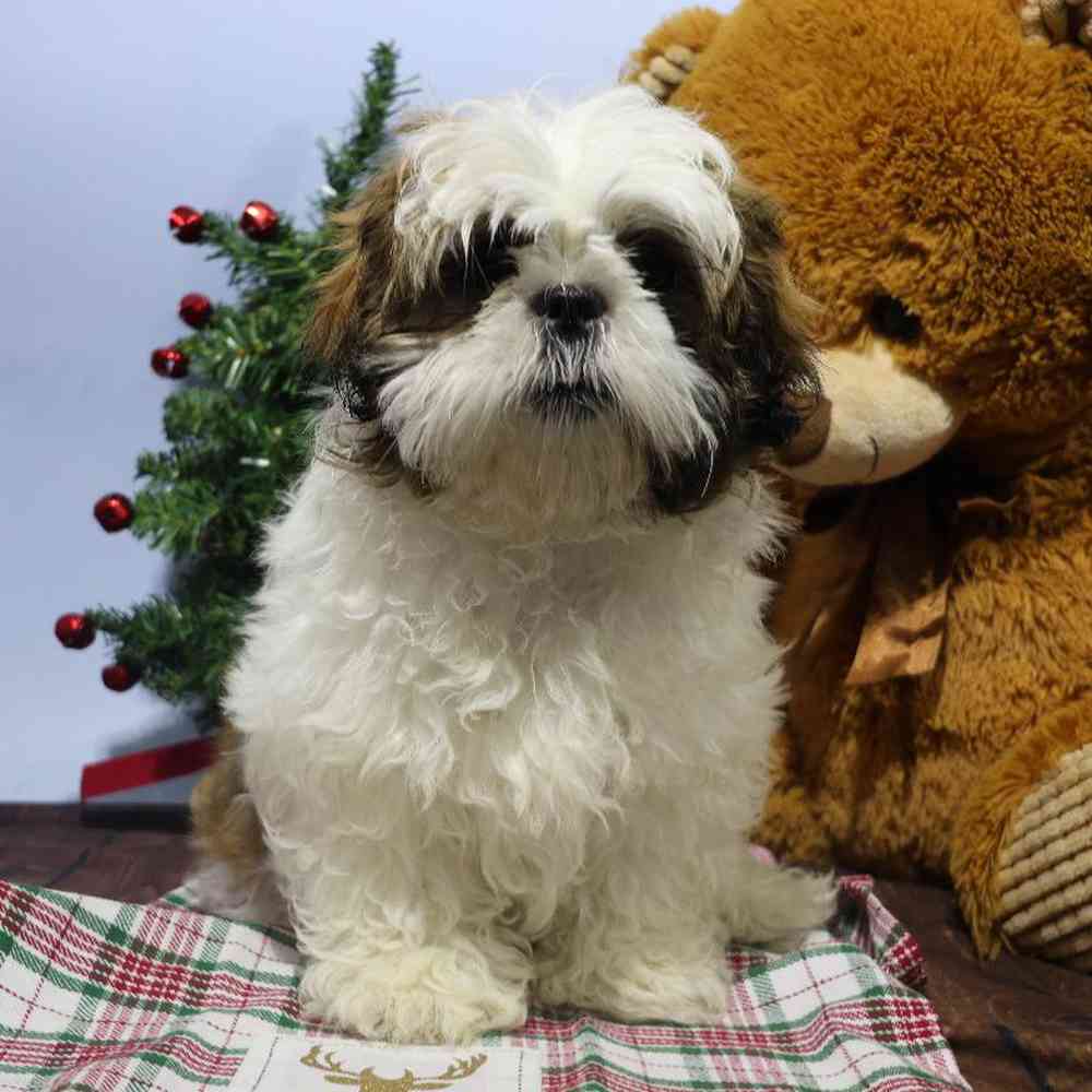carousel pet images