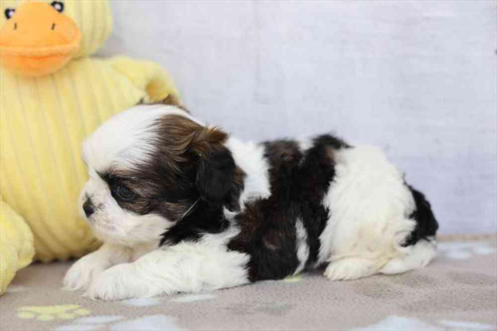 carousel pet images