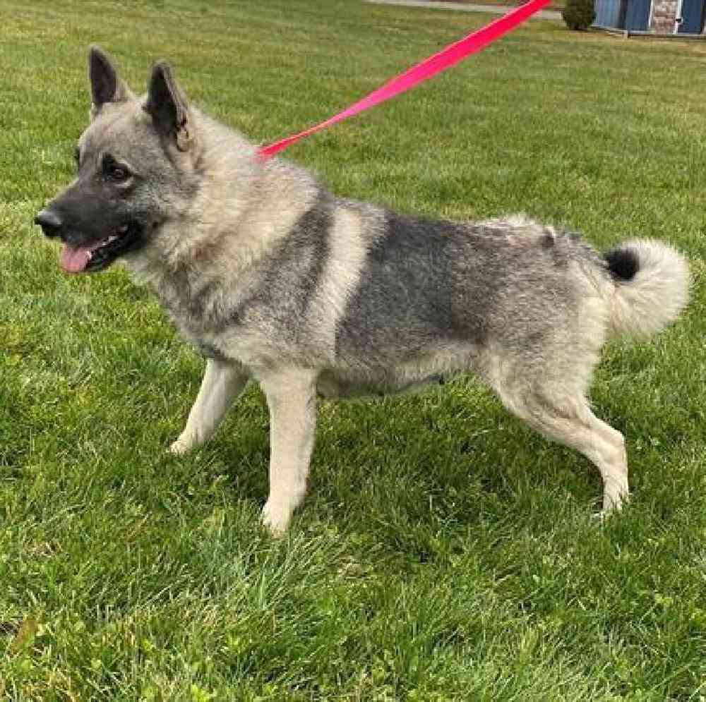 Female Norwegian Elkhound Puppy for Sale in Millersburg, IN