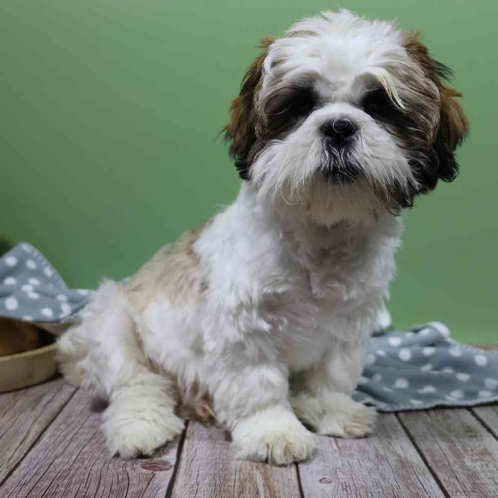 carousel pet images