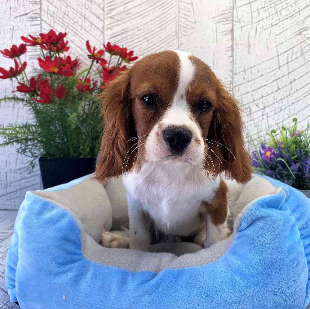 Male Cavalier King Charles Spaniel Puppy for sale