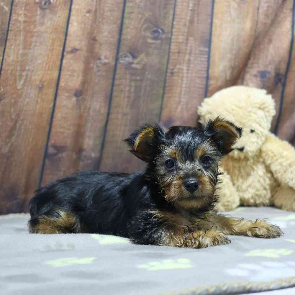 Male Yorkie Puppy for Sale in Millersburg, IN