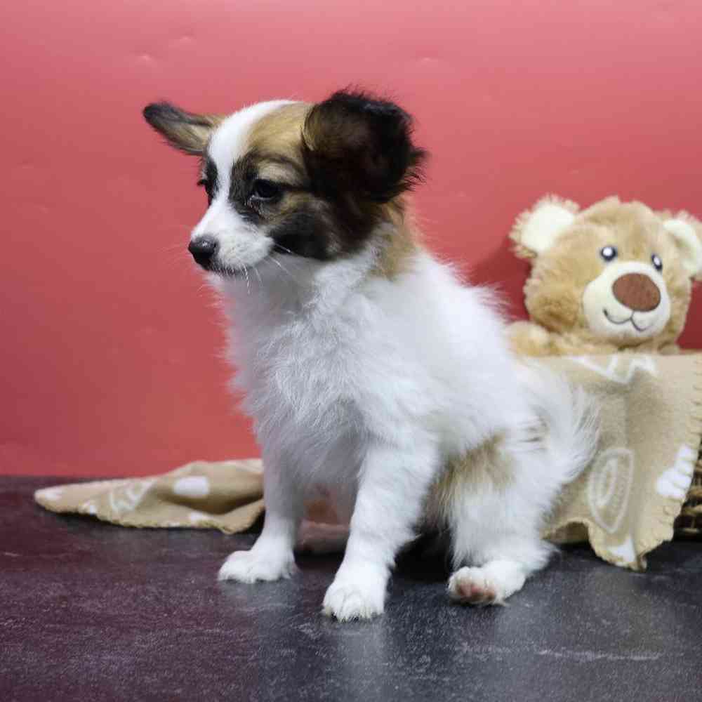 carousel pet images