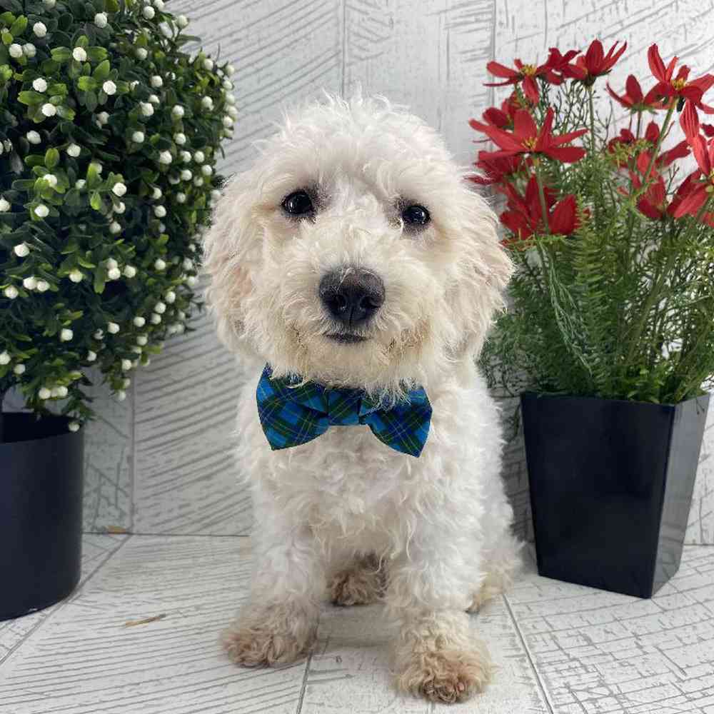 carousel pet images