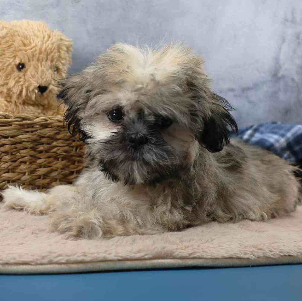 carousel pet images