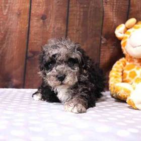 Mini Poodle