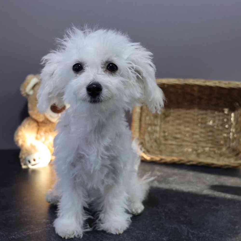 carousel pet images