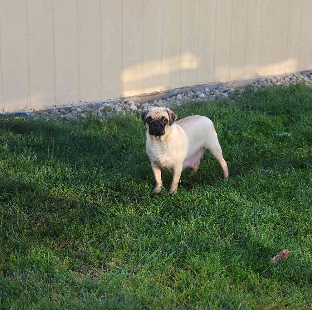 Male Pug Puppy for Sale in Millersburg, IN