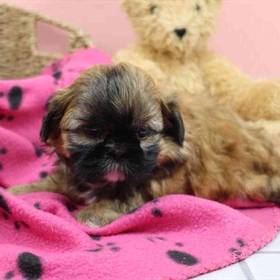 Shih Tzu