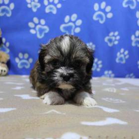Shih Tzu