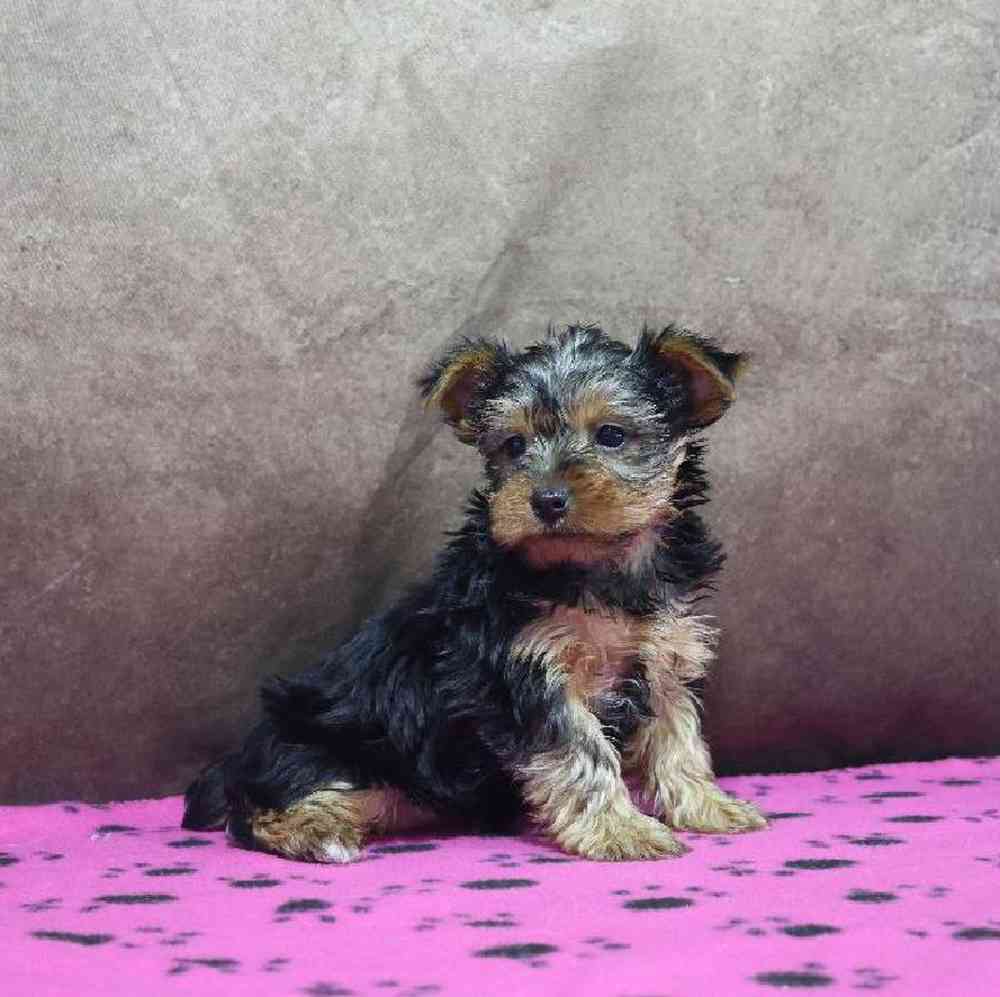 Female Yorkie Puppy for Sale in Millersburg, IN