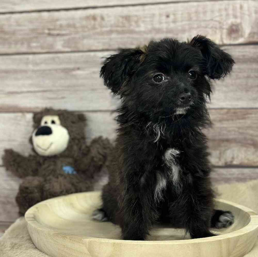 Male Papillon-Toy Poodle Puppy for Sale in Millersburg, IN