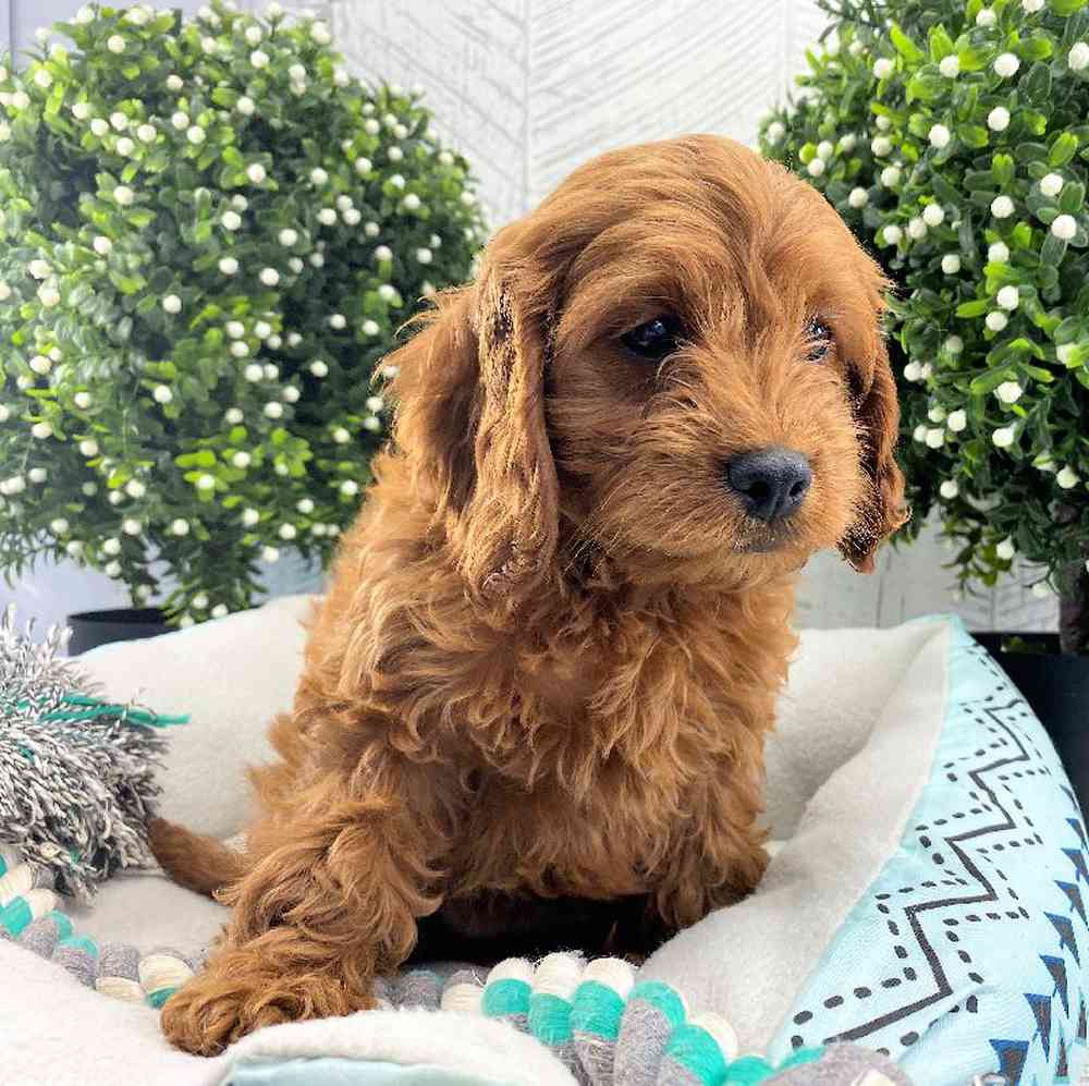 carousel pet images
