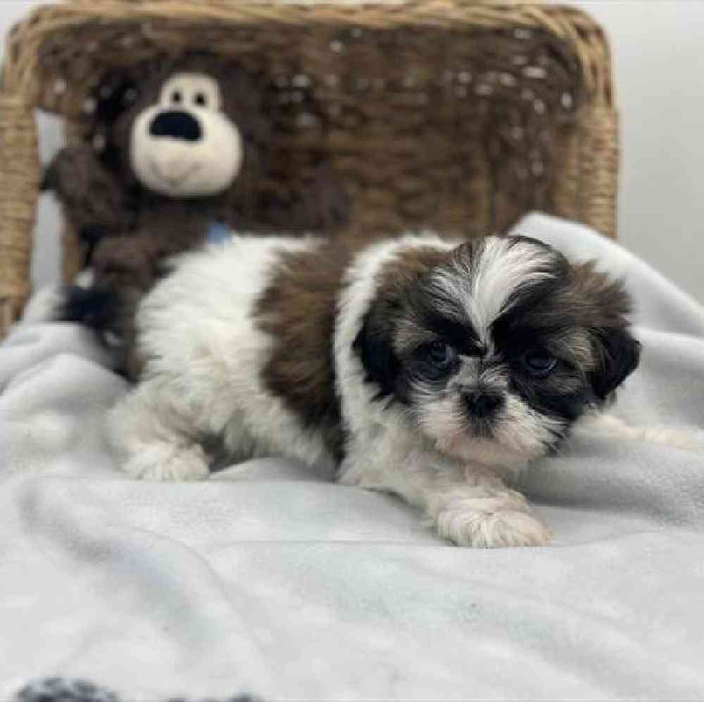 carousel pet images