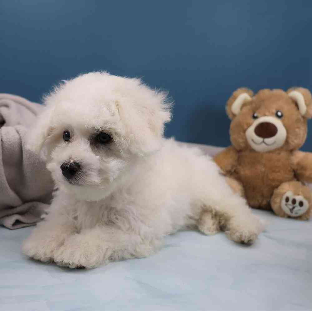 carousel pet images