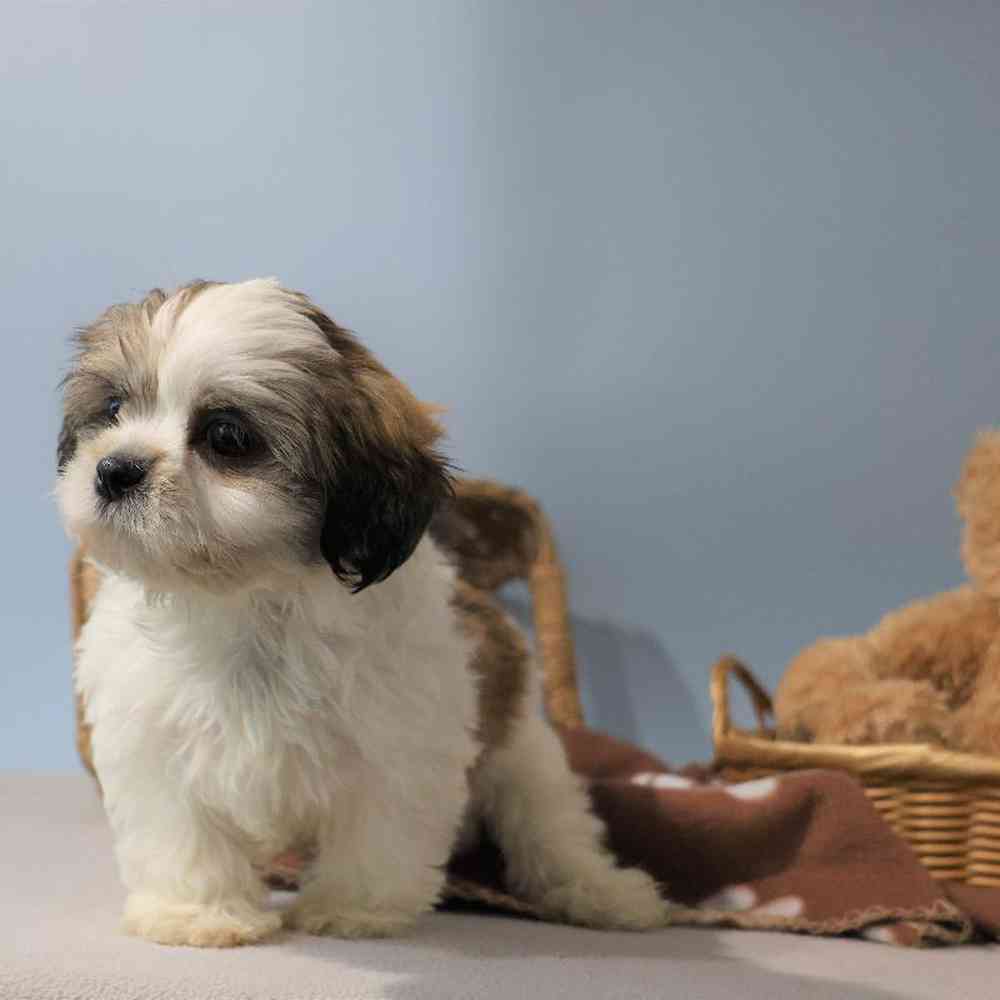 Male Shih Tzu Puppy for Sale in Millersburg, IN