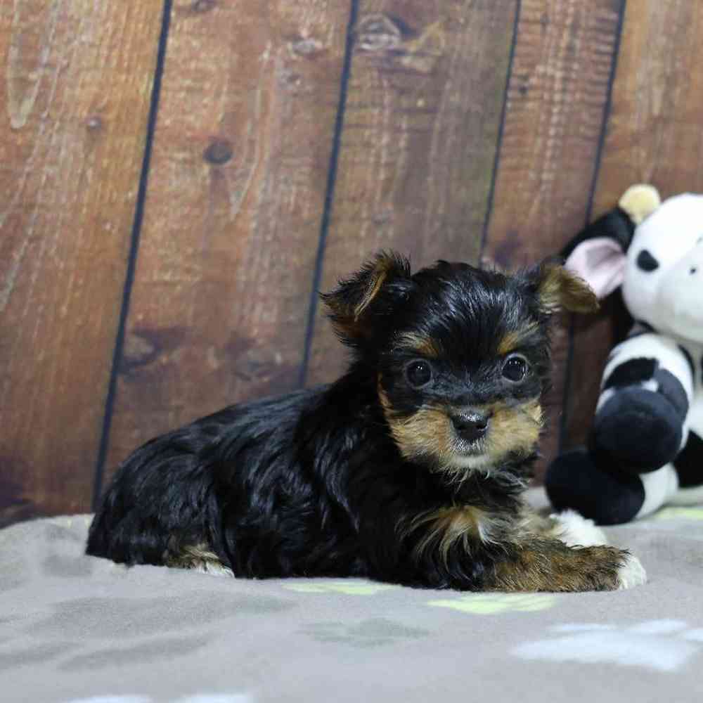 Male Yorkie Puppy for Sale in Millersburg, IN