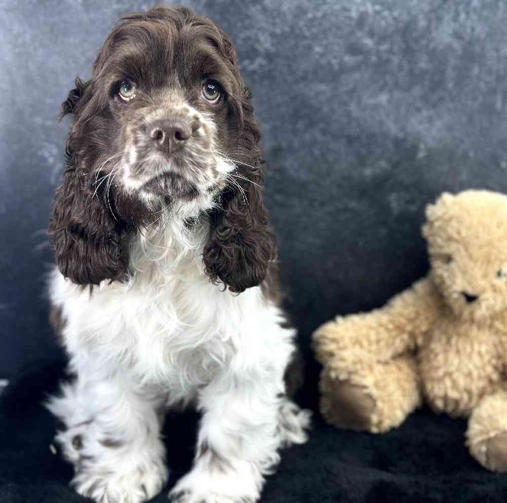 Female Cocker Spaniel Puppy for Sale in Millersburg, IN