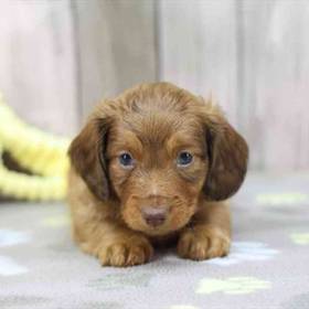 Dachshund