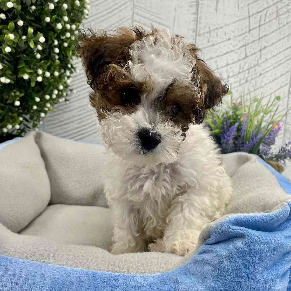 carousel pet images