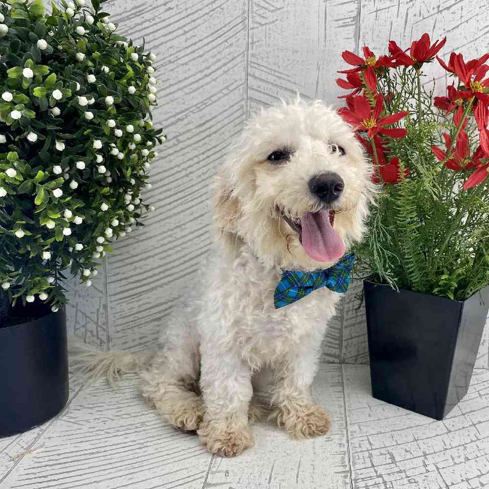 carousel pet images