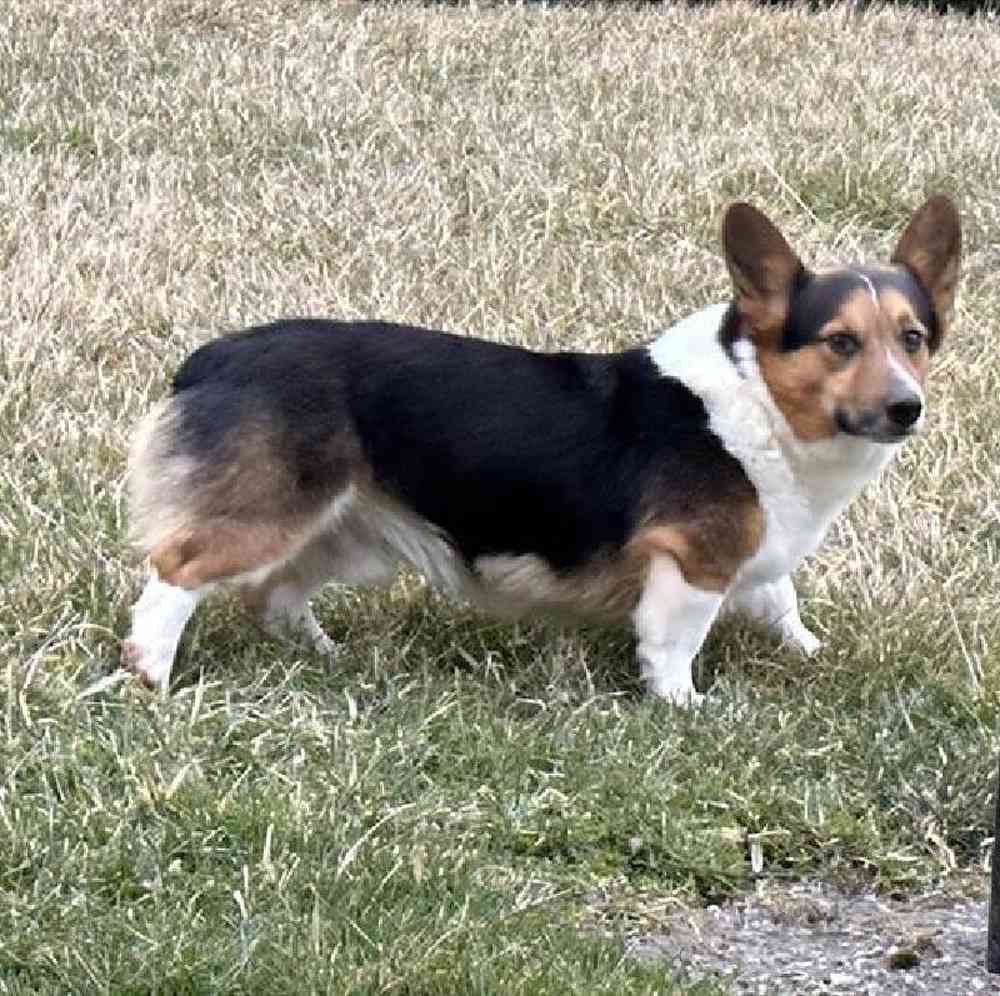 Female Pembroke Welsh Corgi Puppy for Sale in Millersburg, IN